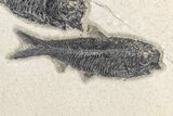 Two Detailed Fossil Fish (Knightia) - Wyoming #163438-1
